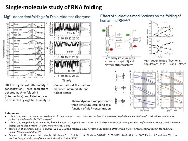 rna folding