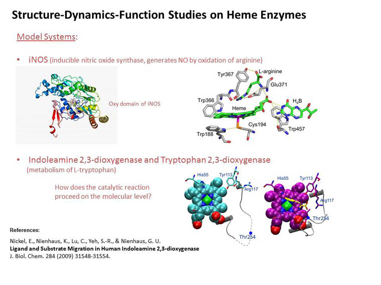 heme proteins