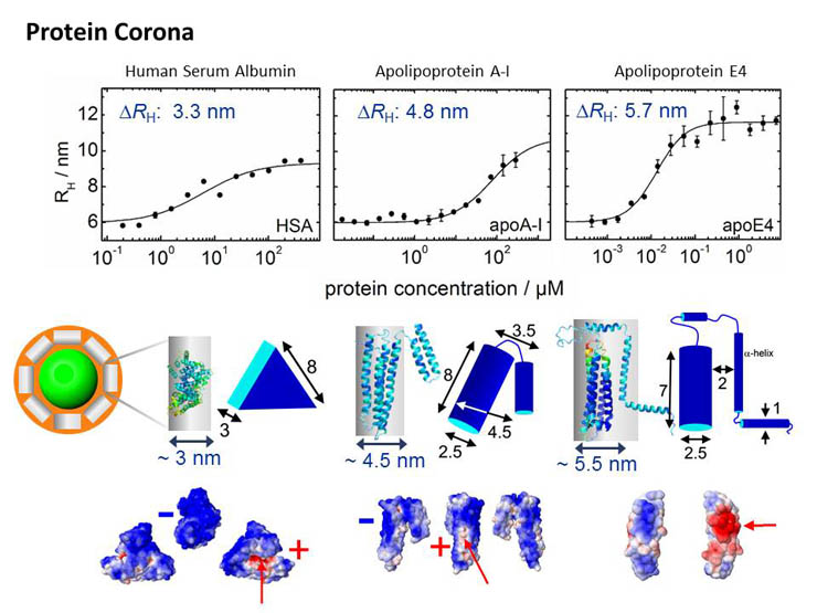 protein_corona